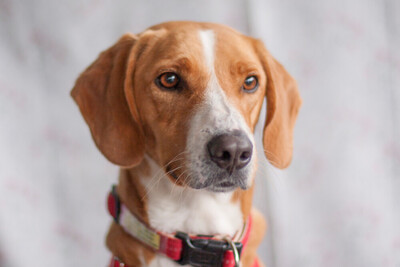 Bo, Mischling - Rüde