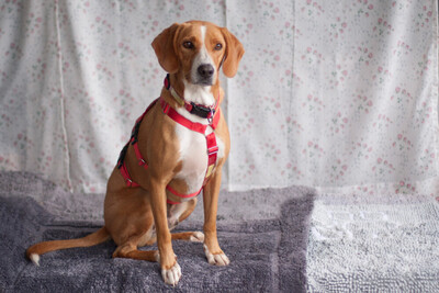 Bo, Mischling - Rüde