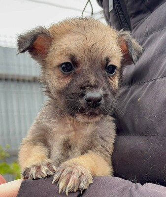 Bo, Mischling Welpen - Rüde