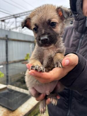 Bo, Mischling Welpen - Rüde