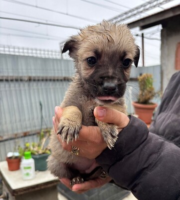 Bo, Mischling Welpen - Rüde