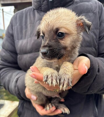Bo, Mischling Welpen - Rüde