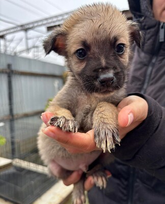 Bo, Mischling Welpen - Rüde