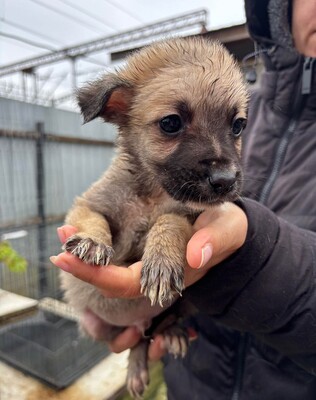 Bo, Mischling Welpen - Rüde