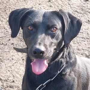 Bob wartet schon so lange, Labrador Mischling - Rüde