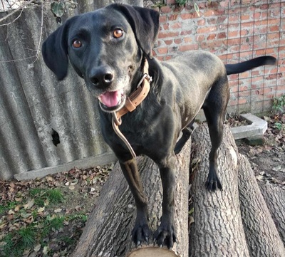 Bob wartet schon so lange, Labrador Mischling - Rüde