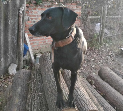 Bob wartet schon so lange, Labrador Mischling - Rüde