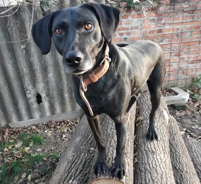 Bob wartet schon so lange, Labrador Mischling - Rüde