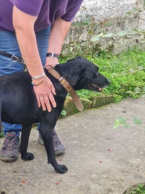 Bob wartet schon so lange, Labrador Mischling - Rüde