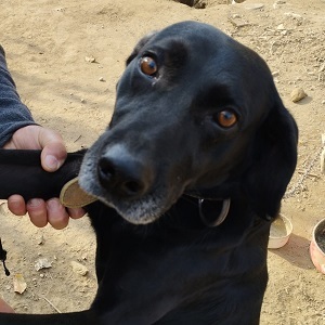 Bob wartet schon so lange, Labrador Mischling - Rüde