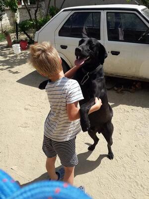 Bob wartet schon so lange, Labrador Mischling - Rüde