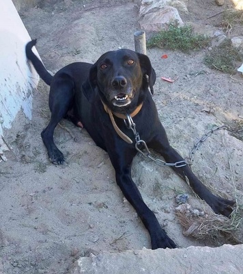 Bob wartet schon so lange, Labrador Mischling - Rüde