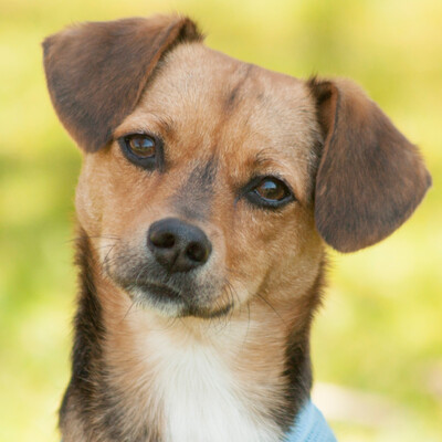 Boba, Pinscher-Mix - Hündin