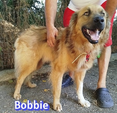Bobbie, Mischling - Hündin