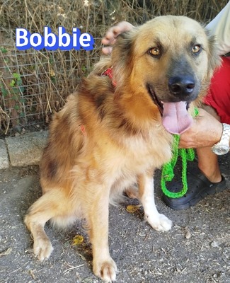 Bobbie, Mischling - Hündin