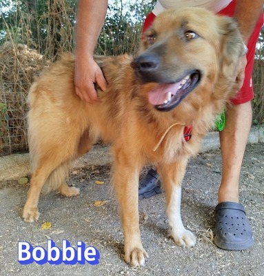 Bobbie, Mischling - Hündin