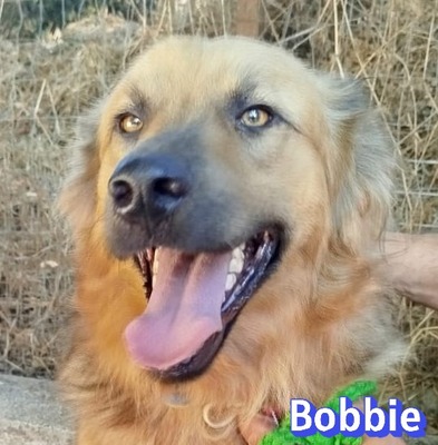 Bobbie, Mischling - Hündin