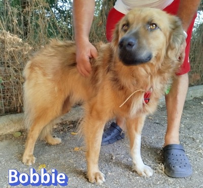 Bobbie, Mischling - Hündin