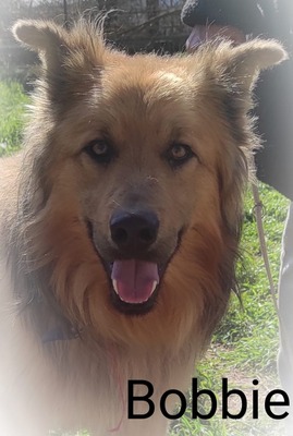 Bobbie, Schäferhund - Rüde