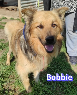 Bobbie, Schäferhund - Rüde