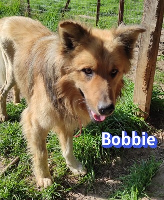 Bobbie, Schäferhund - Rüde