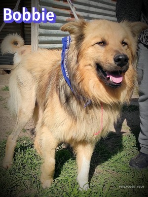 Bobbie, Schäferhund - Rüde