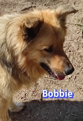 Bobbie, Schäferhund - Rüde