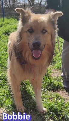 Bobbie, Schäferhund - Rüde