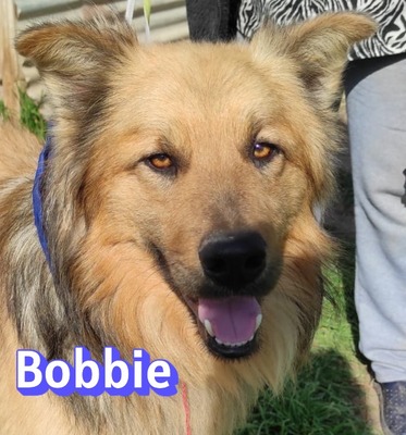 Bobbie, Schäferhund - Rüde