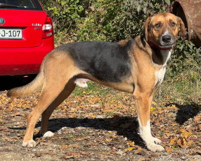 Bobby Boy träumt von SEINER eigenen Familie, Mischling - Rüde