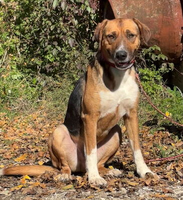 Bobby Boy träumt von SEINER eigenen Familie, Mischling - Rüde