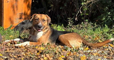 Bobby Boy träumt von SEINER eigenen Familie, Mischling - Rüde