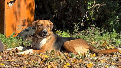 Bobby Boy träumt von SEINER eigenen Familie, Mischling - Rüde