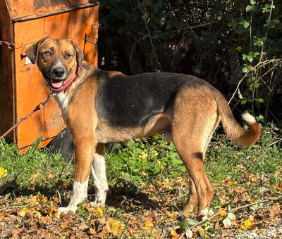 Bobby Boy träumt von SEINER eigenen Familie, Mischling - Rüde