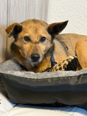 Bobby, Mischling - Rüde