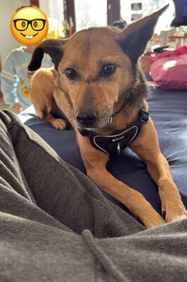 Bobby, Mischling - Rüde