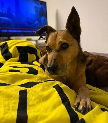 Bobby, Mischling - Rüde