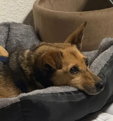 Bobby, Mischling - Rüde