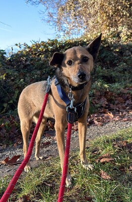 Bobby, Mischling - Rüde