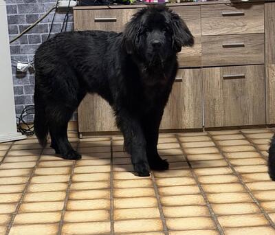 Bobby, Neufundländer - Rüde