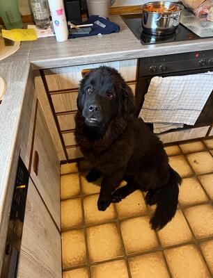 Bobby, Neufundländer - Rüde