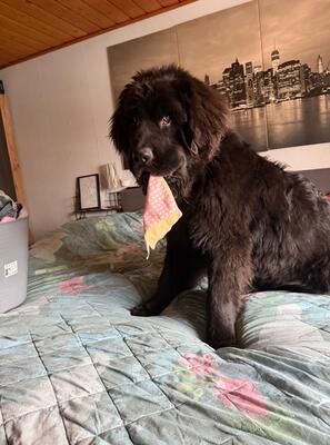 Bobby, Neufundländer - Rüde