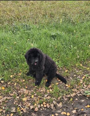 Bobby, Neufundländer - Rüde