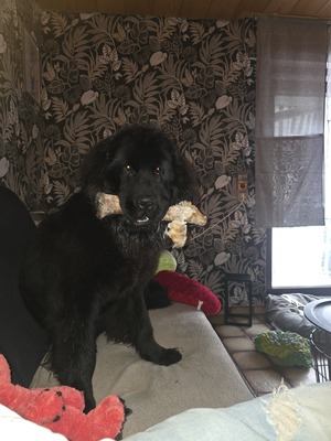 Bobby, Neufundländer - Rüde