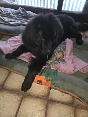 Bobby, Neufundländer - Rüde