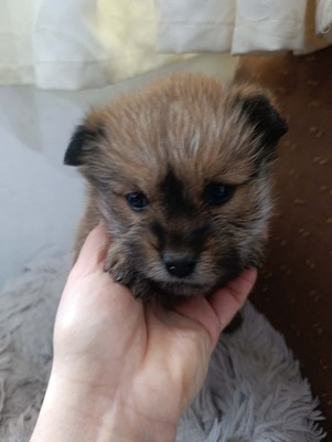 Bobby – ein kleiner Schatz sucht sein Glück 💕