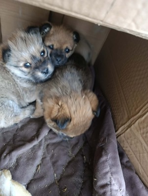 Bobby – ein kleiner Schatz sucht sein Glück 💕, Mischling Welpen - Rüde