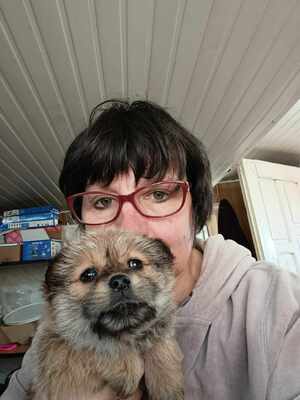 Bobby – ein kleiner Schatz sucht sein Glück 💕, Mischling Welpen - Rüde