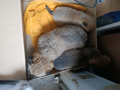 Bobby – ein kleiner Schatz sucht sein Glück 💕, Mischling Welpen - Rüde