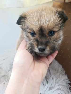 Bobby – ein kleiner Schatz sucht sein Glück 💕, Mischling Welpen - Rüde